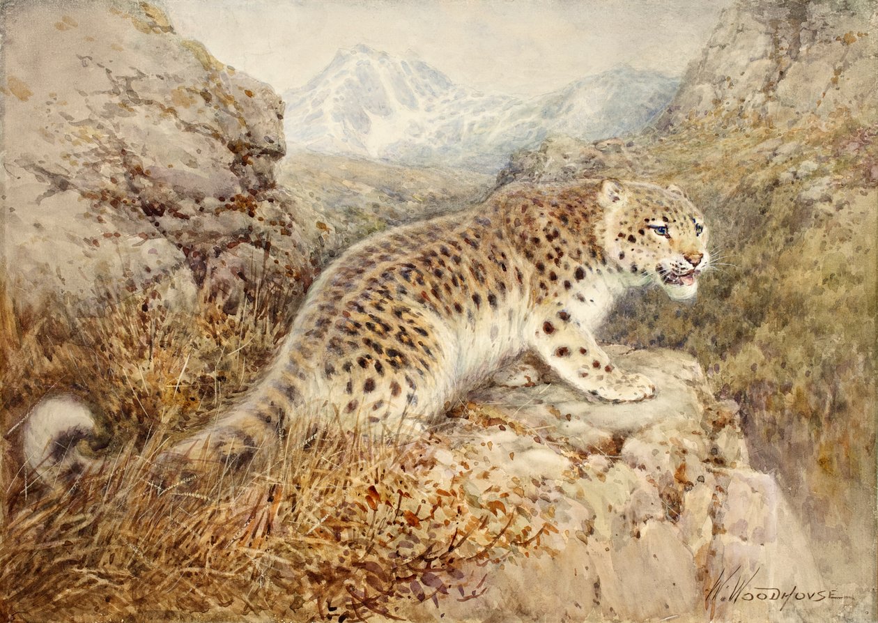Leopardo delle nevi, c.1920 da William Woodhouse