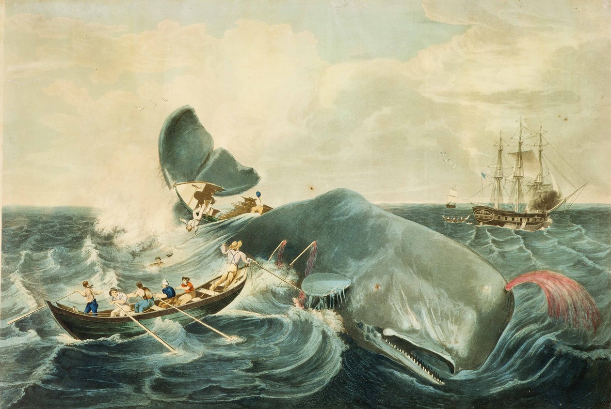 Cattura di un capodoglio, incisione di J. Hill, pubblicata nel 1835 (acquatinta a colori) da William (after) Page