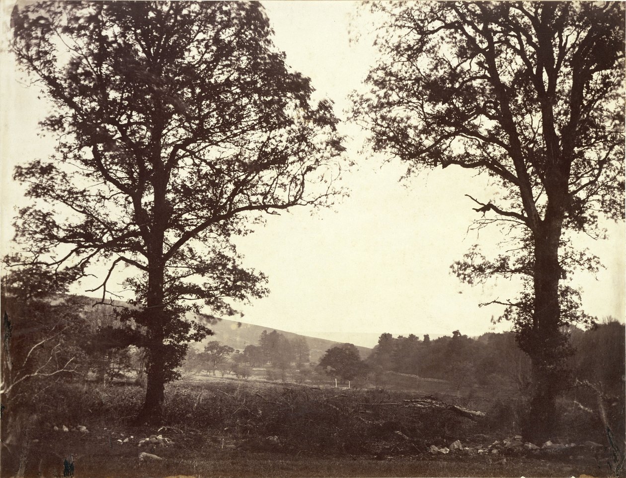 Paesaggio con olmi, Ashdown, Gran Bretagna da William 2nd Earl of Craven