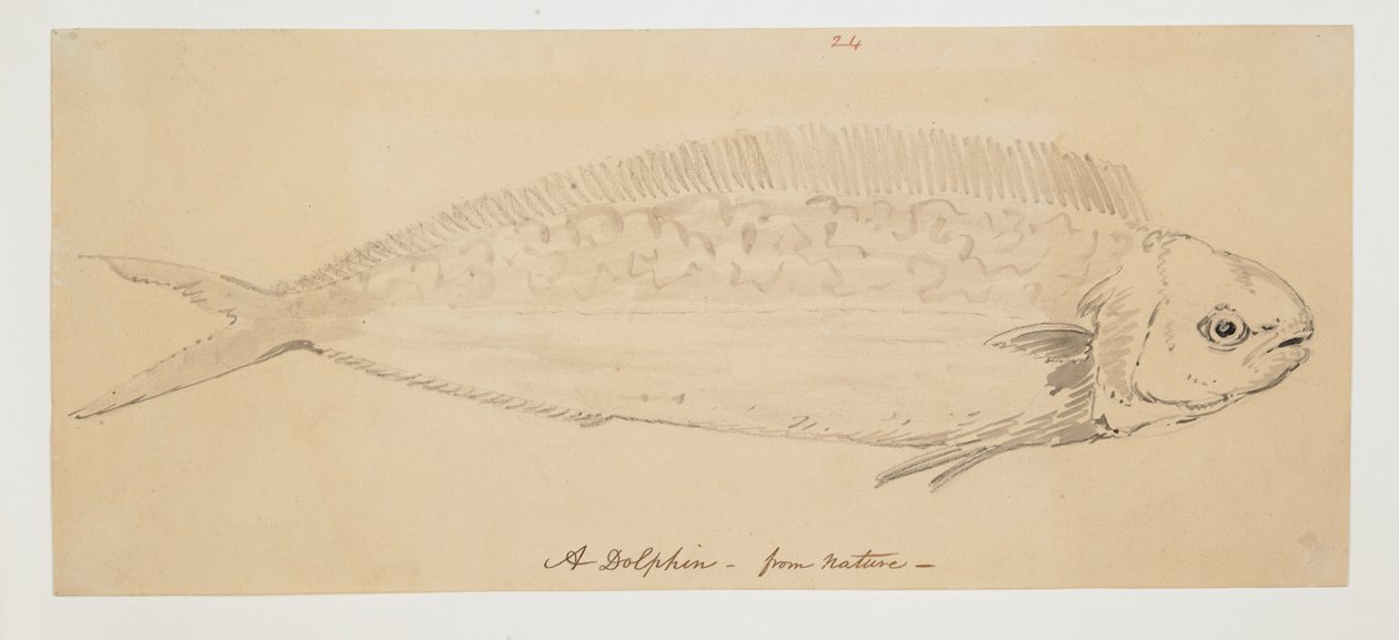 WD 961 f.24 da William Alexander