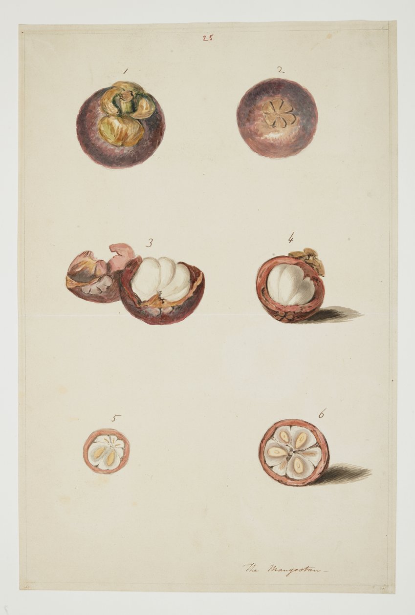 WD 961 f.25 da William Alexander