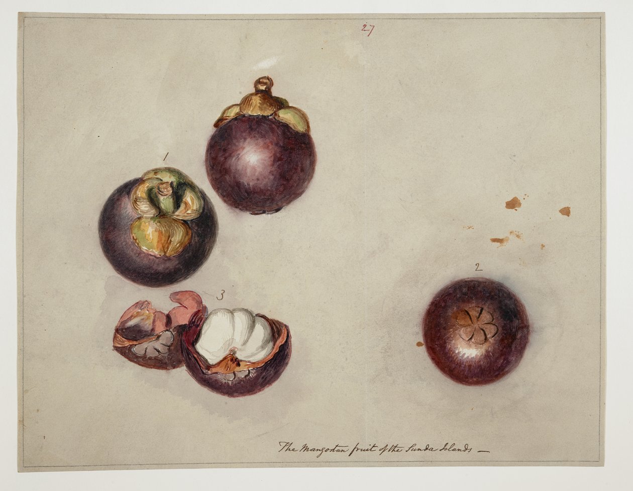 WD 961 f.27 da William Alexander