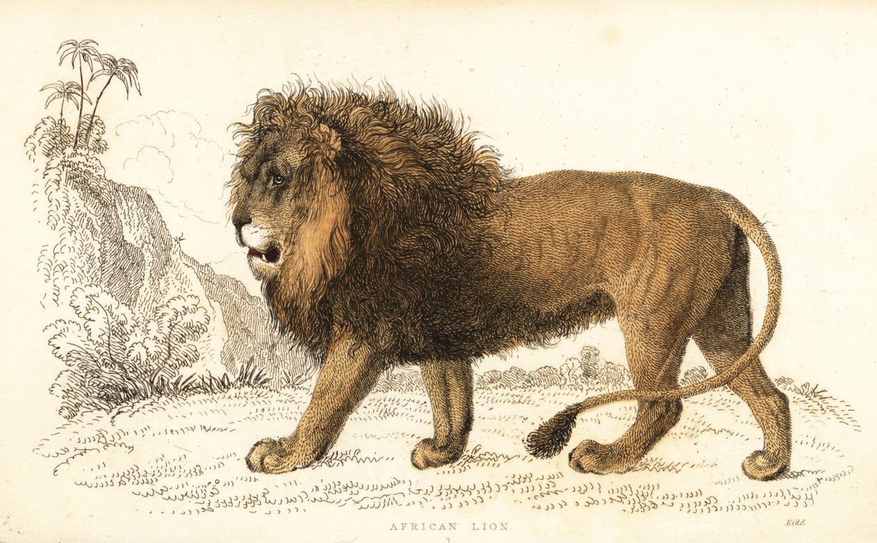 Leone africano, Panthera leo. Vulnerabile (incisione) da William Alexander Forbes