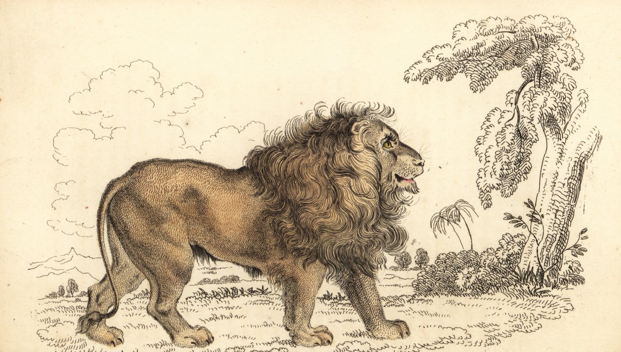 Leone asiatico, in pericolo, Panthera leo leo, 1834 (incisione) da William Alexander Forbes