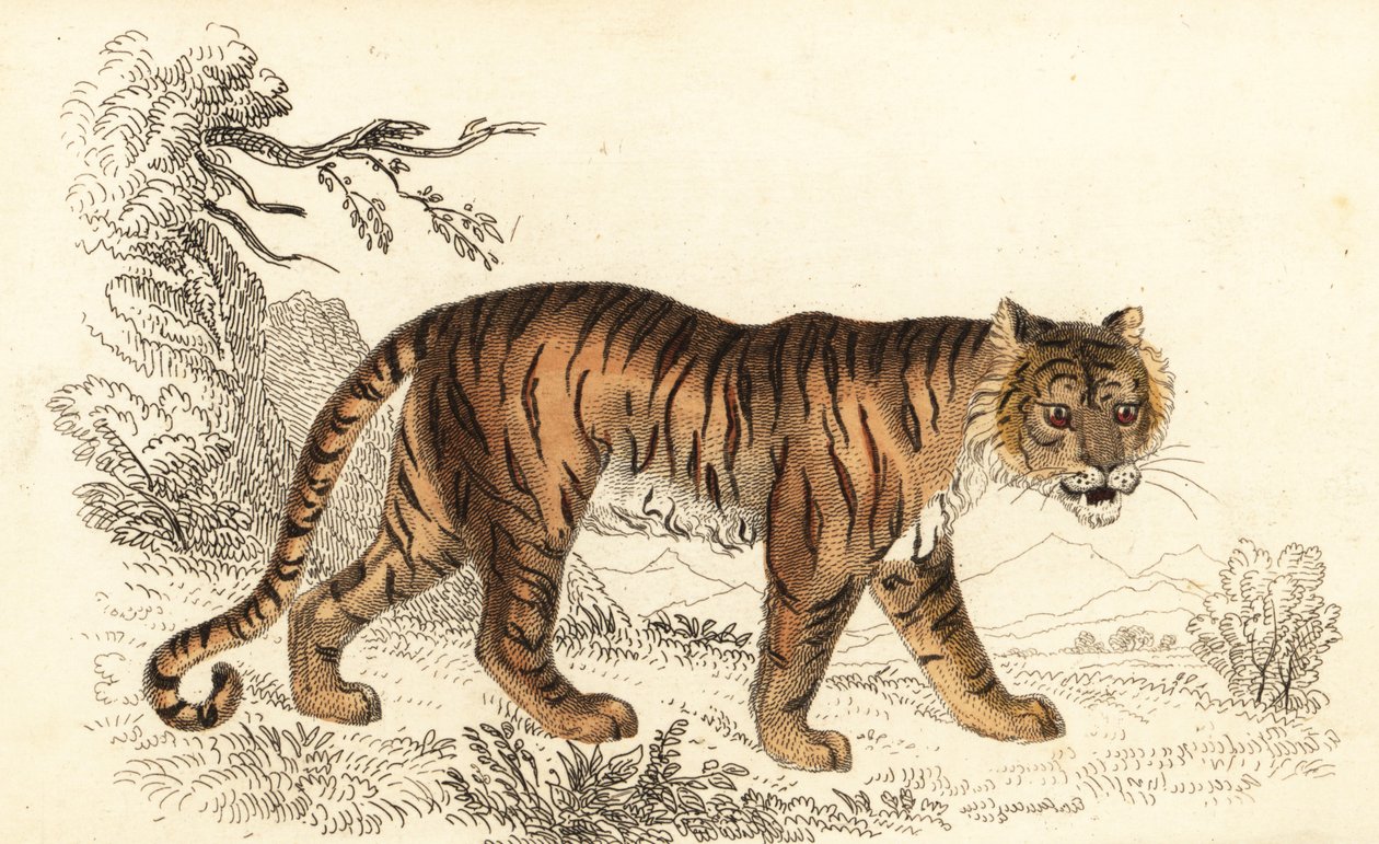 Tigre del Bengala, Panthera tigris tigris, 1834 da William Alexander Forbes