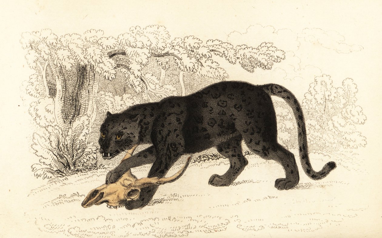 Giaguaro nero, Fanthera pardus (incisione) da William Alexander Forbes