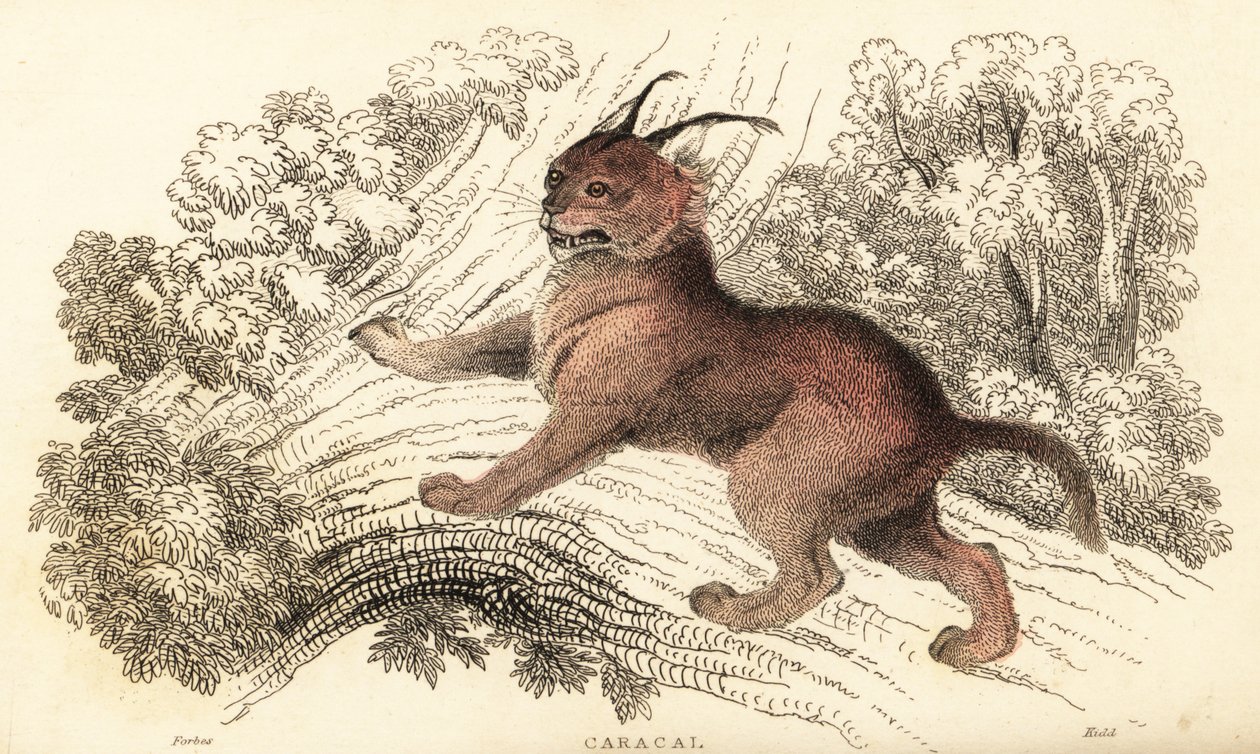 Caracal, Caracal caracal, 1834 da William Alexander Forbes