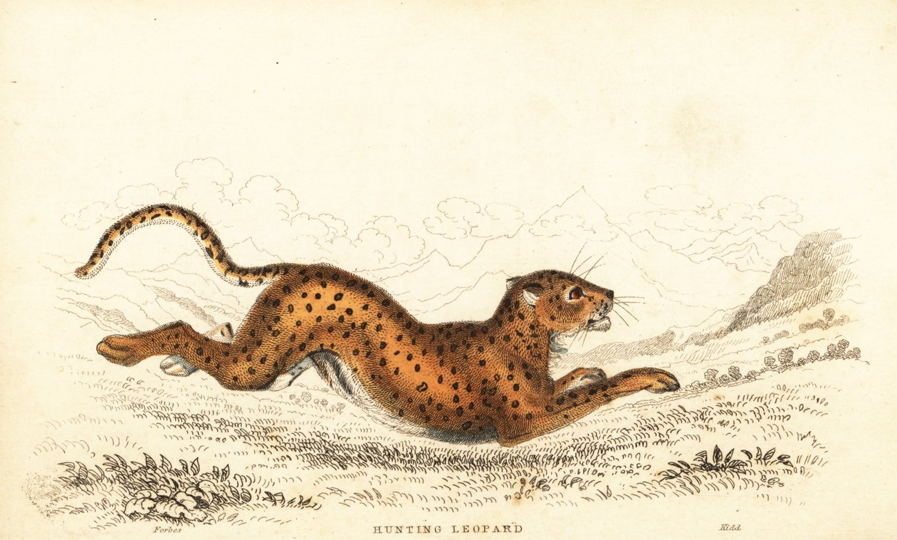 Ghepardo, Acinonyx jubatus, 1834 (incisione) da William Alexander Forbes