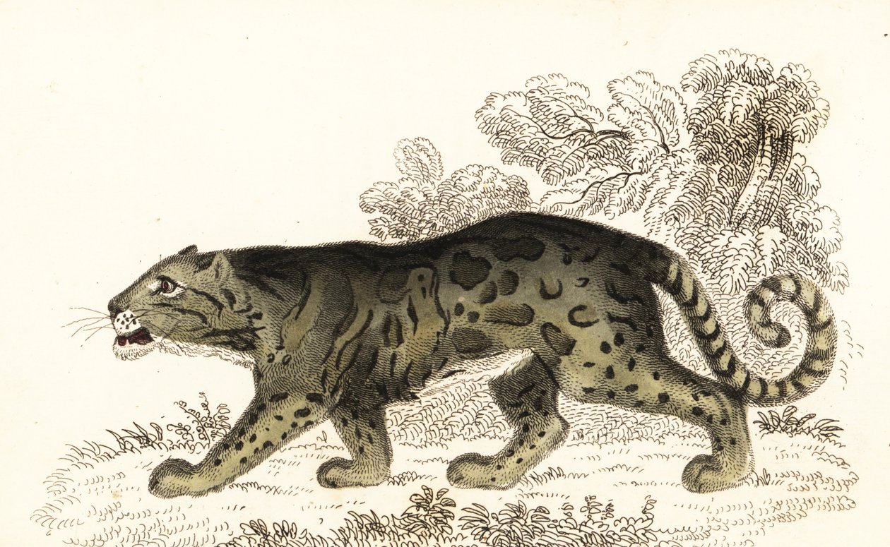 Leopardo nebuloso, Neofelis nebulosa (incisione) da William Alexander Forbes