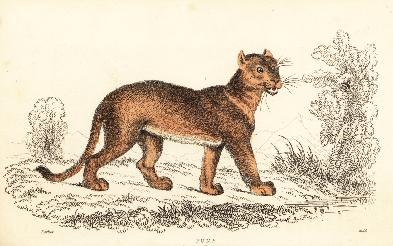Puma, Puma concolor, 1834 (incisione) da William Alexander Forbes
