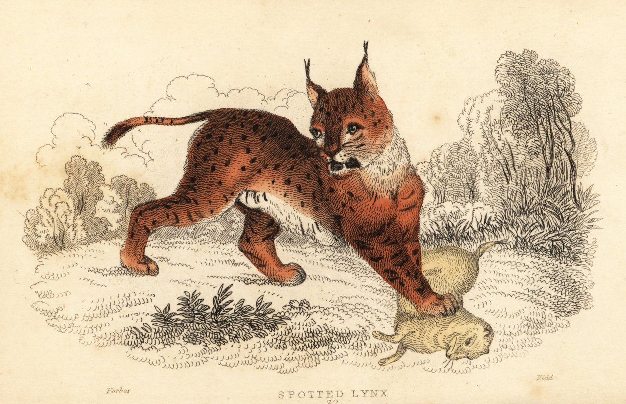 Lince eurasiatica, Lynx lynx, 1834 da William Alexander Forbes
