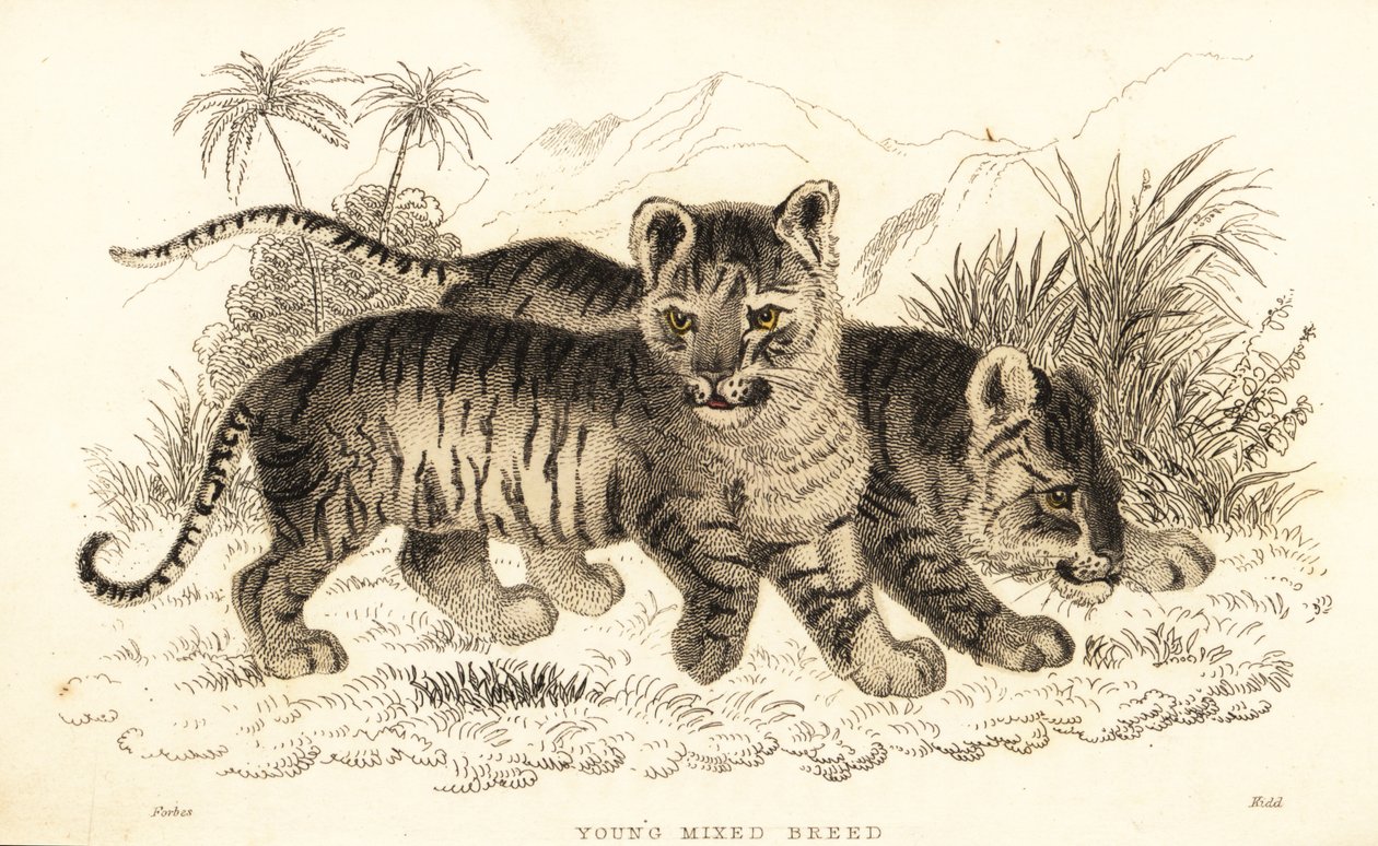 Cuccioli ibridi di leone e tigre, 1834 (incisione) da William Alexander Forbes