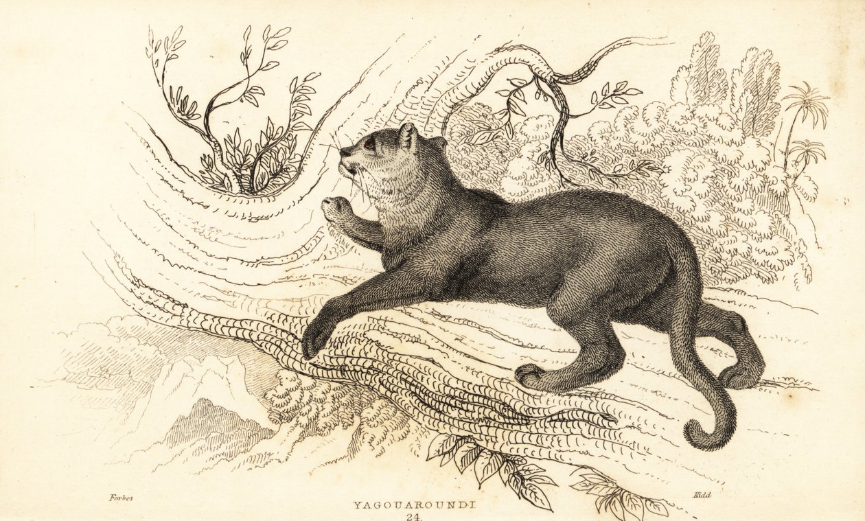 Jaguarundi, Puma yagouaroundi (incisione) da William Alexander Forbes