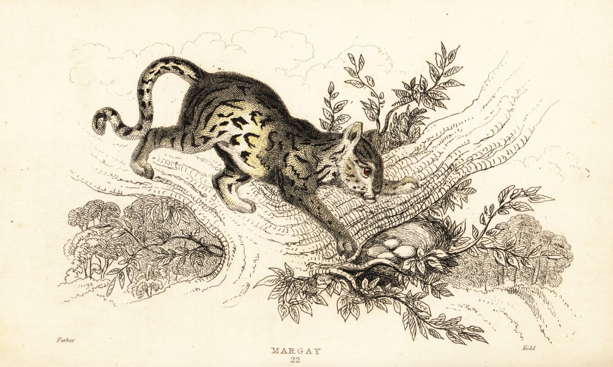 Margay, Leopardus wiedii, 1834 da William Alexander Forbes