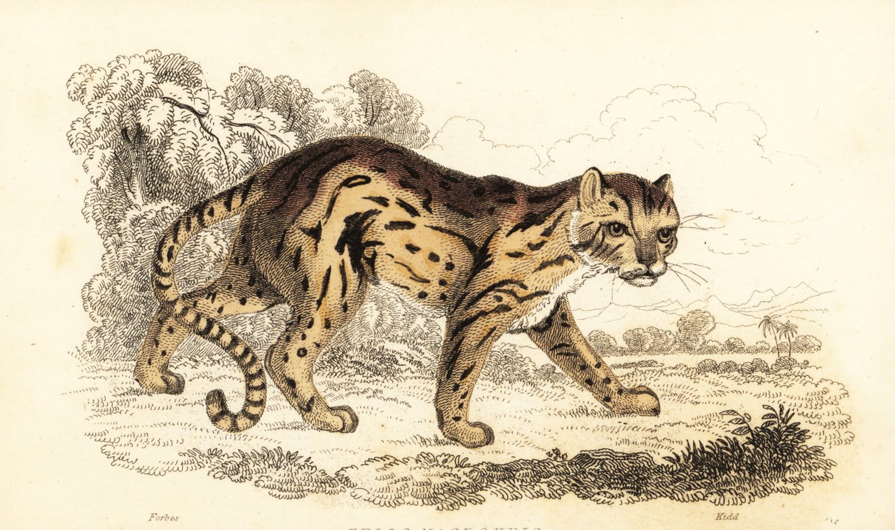 Margay, Leopardus wiedii (incisione) da William Alexander Forbes