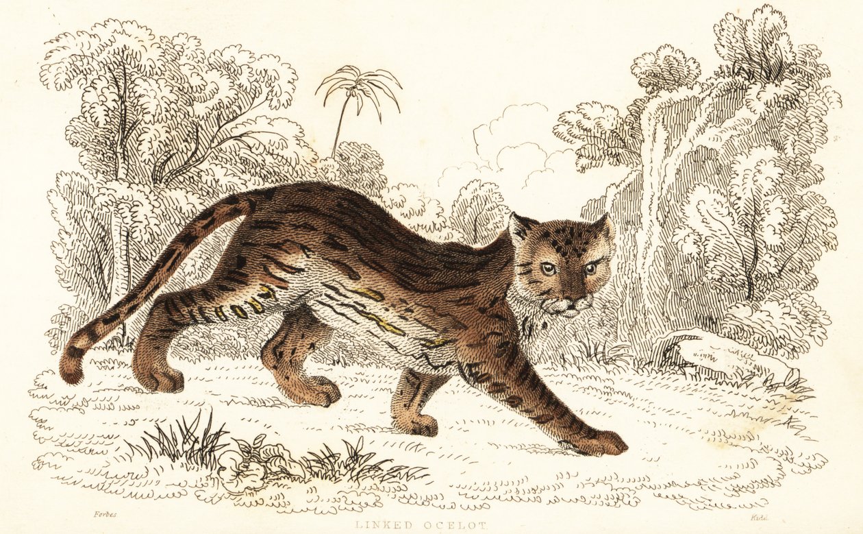 Margay, Leopardus wiedii catenata, 1834 da William Alexander Forbes