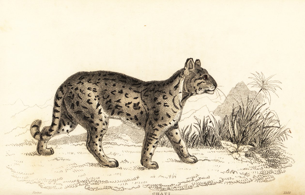 Ocelot, Leopardus pardalis mitis (incisione) da William Alexander Forbes