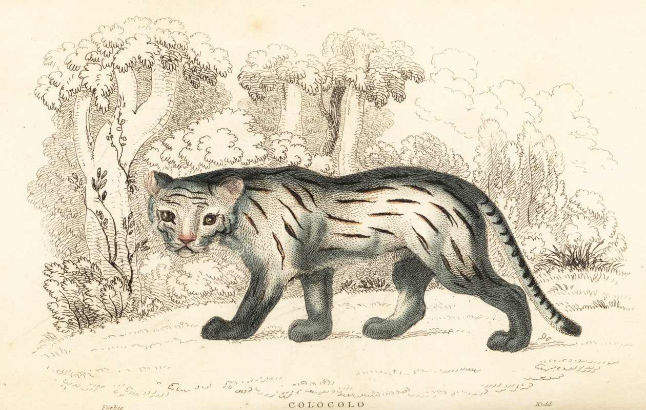 Gatto delle Pampas o Pantanal, Leopardus colocola, 1834 da William Alexander Forbes