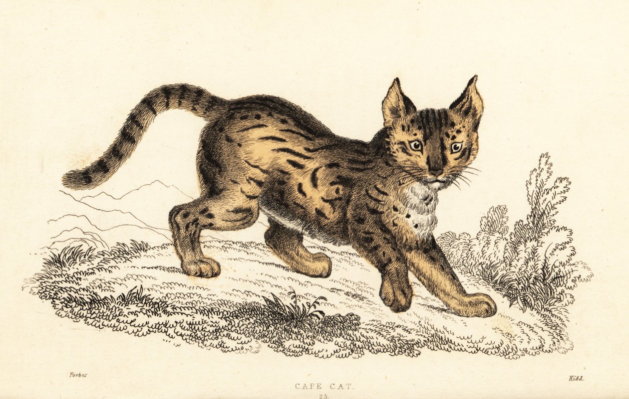 Serval, Leptailurus serval (incisione) da William Alexander Forbes