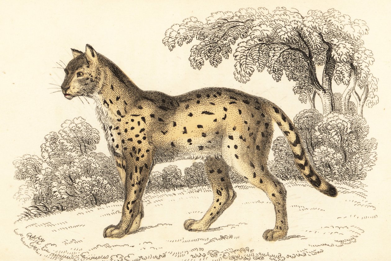 Serval, Leptailurus serval, 1834 (incisione) da William Alexander Forbes