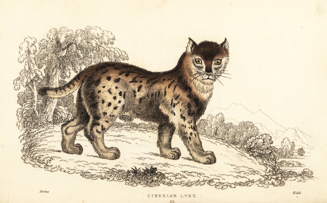 Lince siberiana, Lynx lynx wrangeli (Felis lynx), 1834 (incisione) da William Alexander Forbes