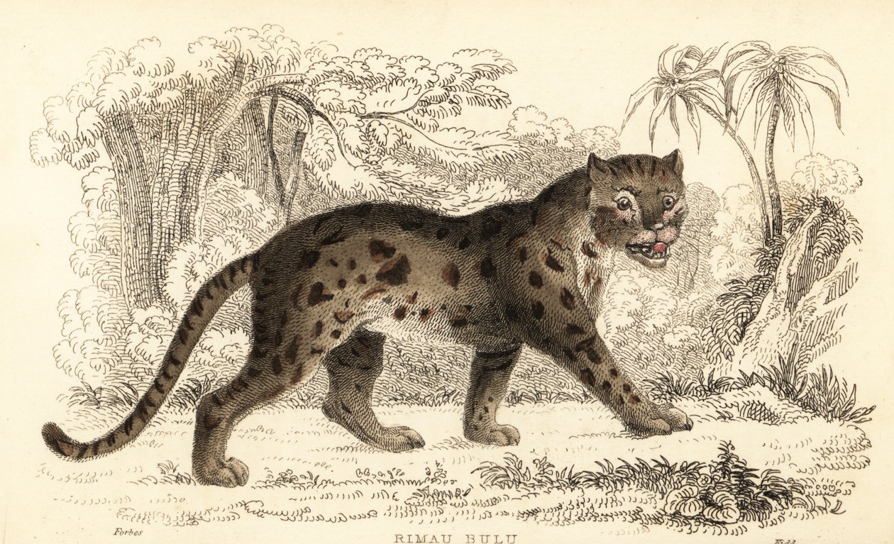 Gatto leopardo di Sunda, Prionailurus bengalensis subsp. sumatranus (incisione) da William Alexander Forbes