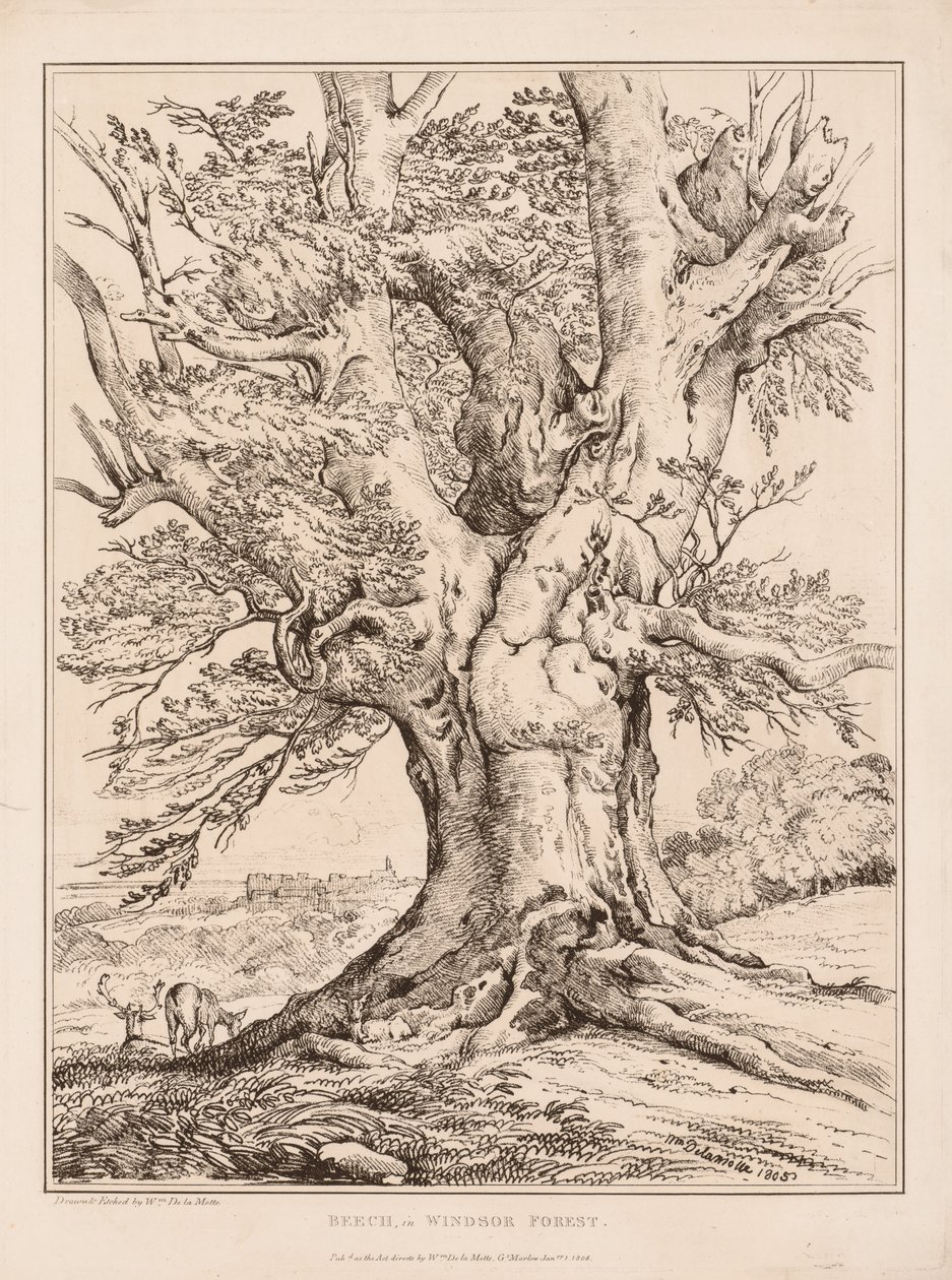 Faggio nella Foresta di Windsor da William Alfred Delamotte