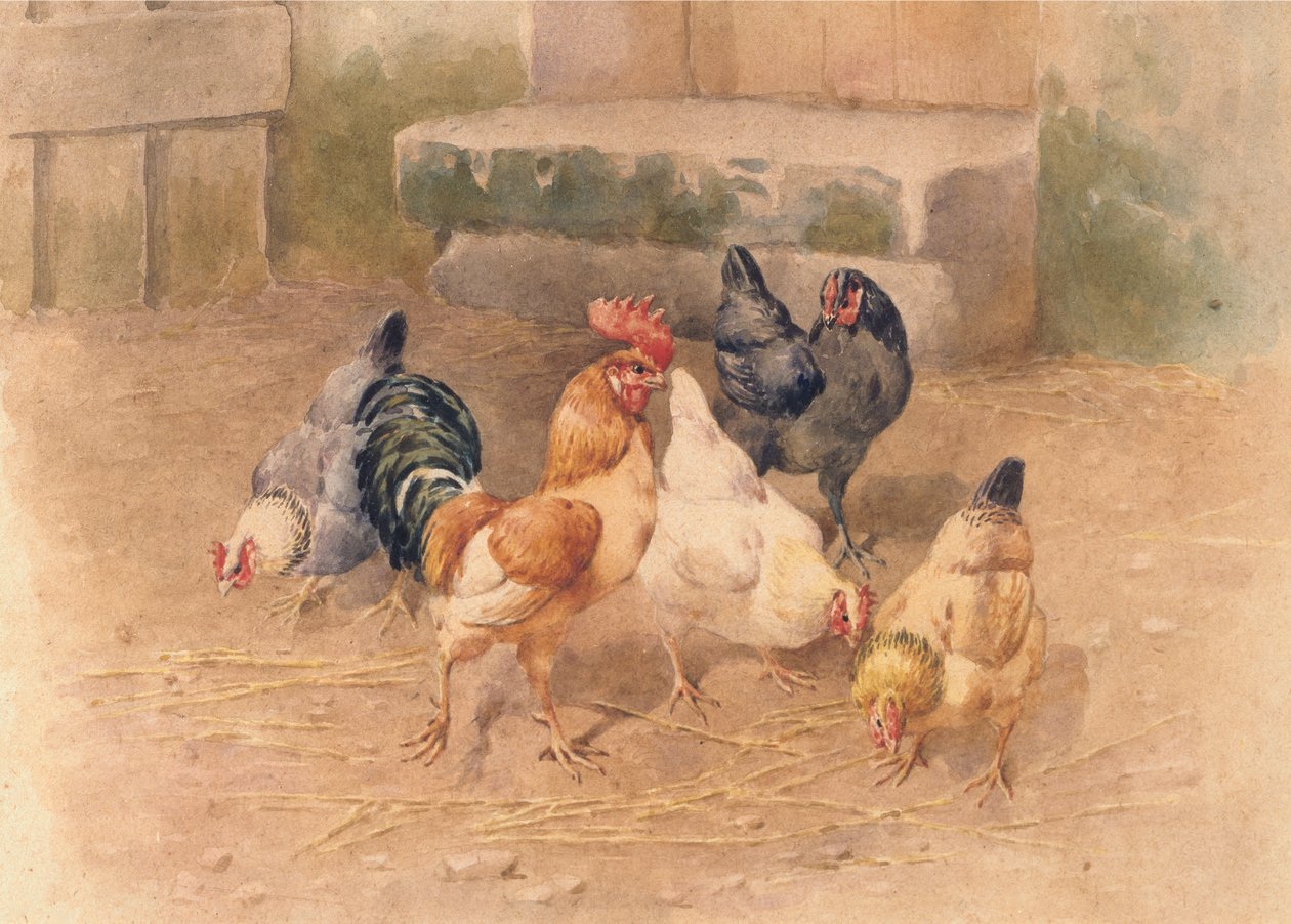 Polli da William Baptiste Baird