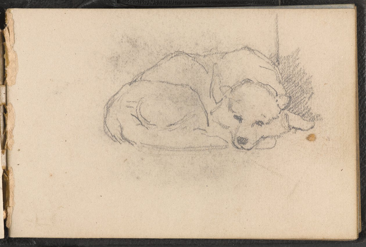 Schizzo di un cane che dorme da William Barnes Wollen