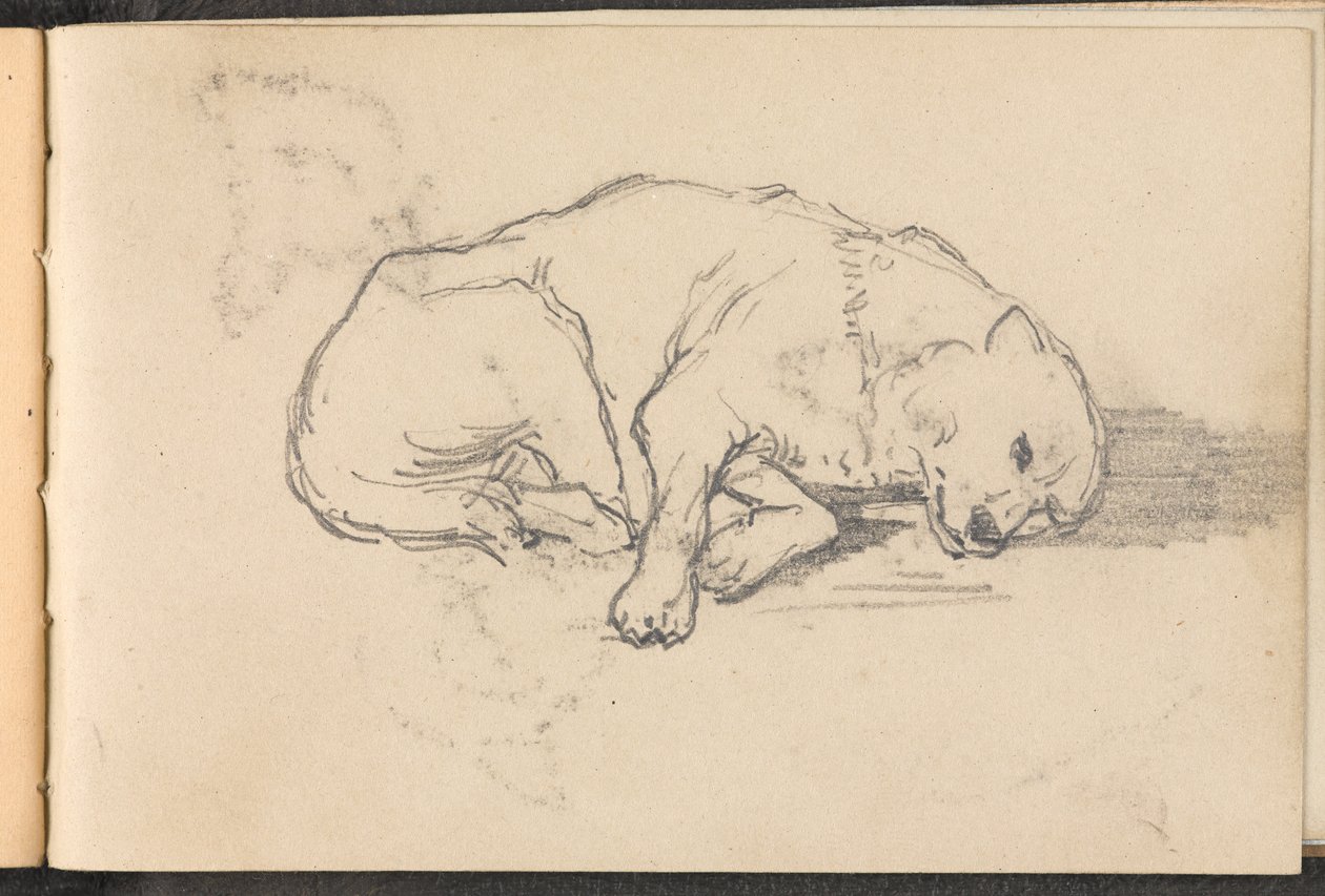 Schizzo di un cane che dorme da William Barnes Wollen