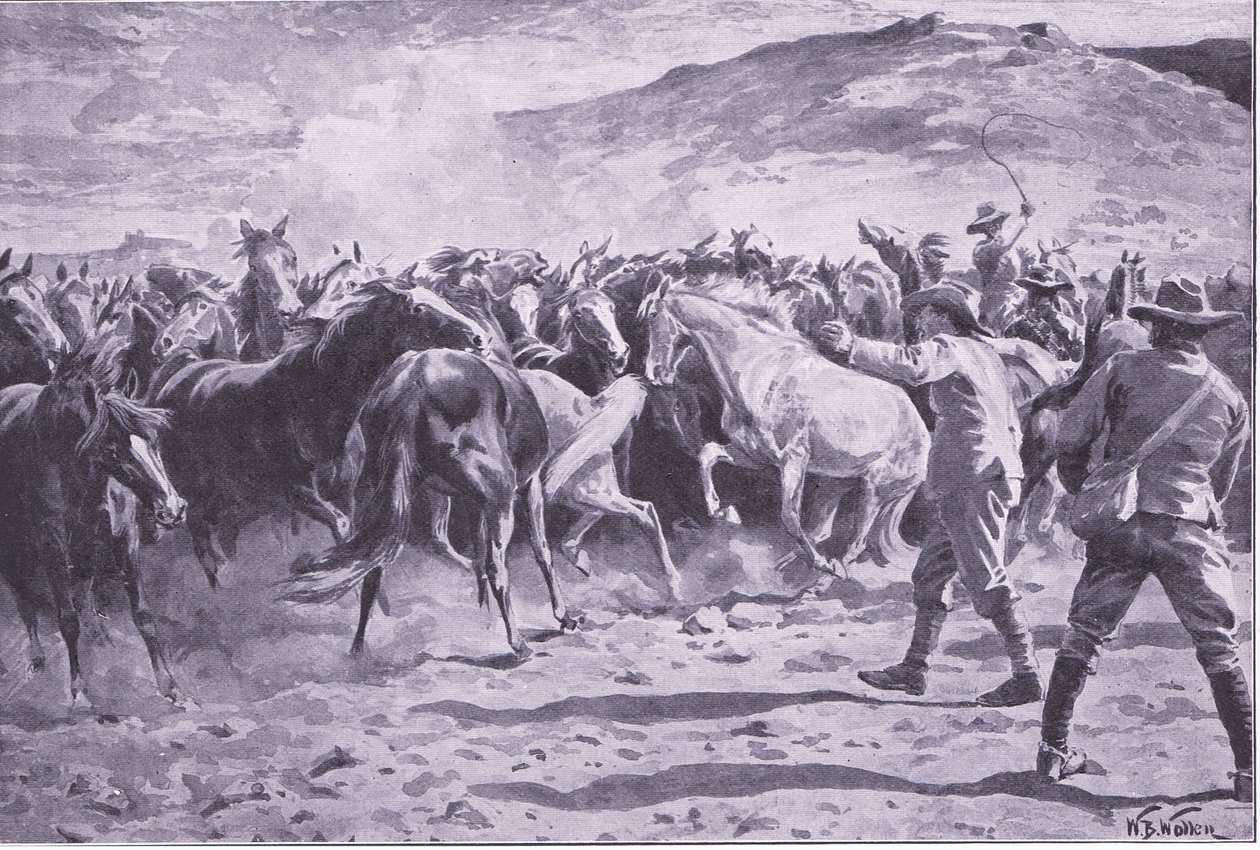 La cattura dei cavalli nel distretto di Brandwater vicino a Fouriesburg: radunare la mandria, illustrazione da After Pretoria: The Guerilla War, 1902 da William Barnes Wollen