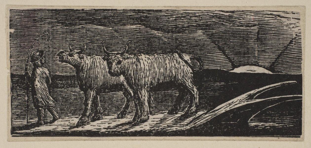 Giovenche Non Addomesticate, Tornando a Casa (da Pastorali di Virgilio di Thornton) da William Blake