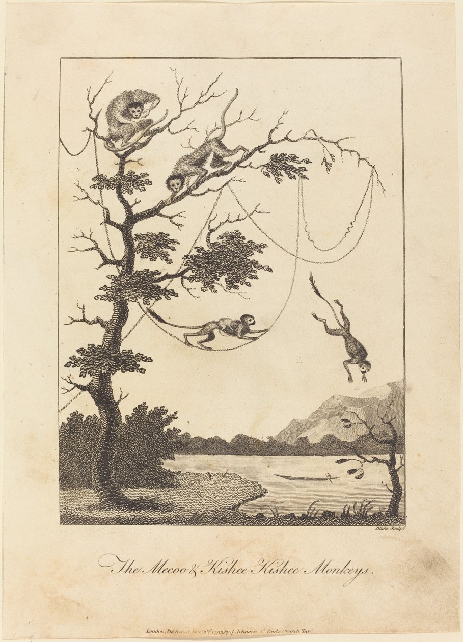 Le scimmie Mecoo e Kisbee Kishee da William Blake after John Gabriel Stedman