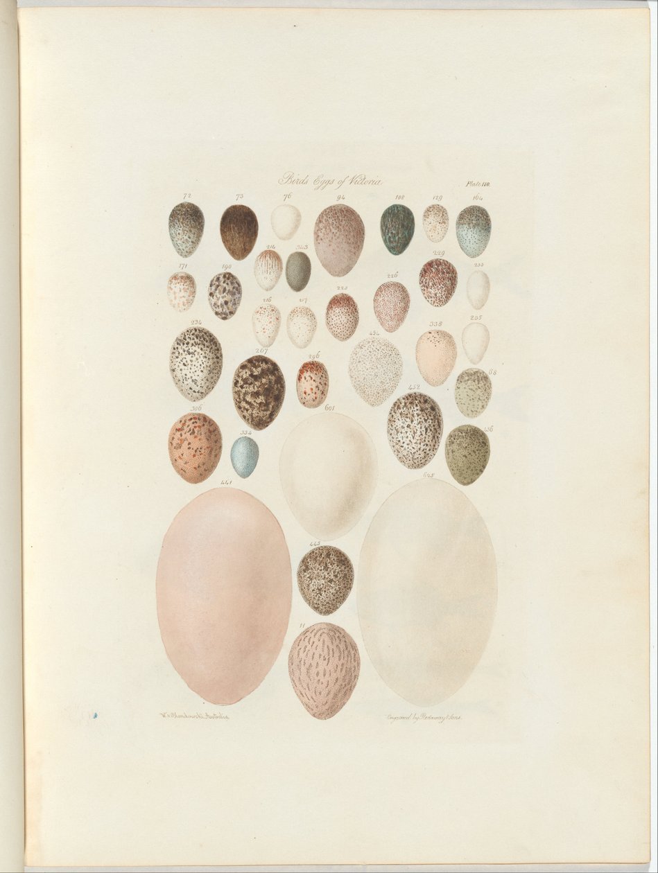 Uova di uccelli di Victoria. Il folio inedito Australia Terra Cognita di William Blandowski. 1855-56 da William Blandowski