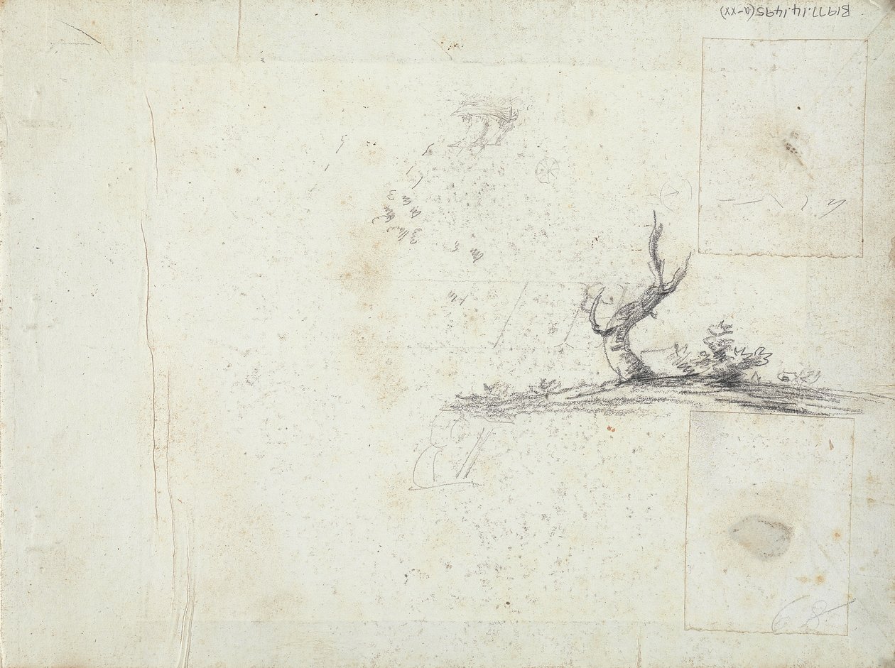 copertina interna anteriore: Schizzo di un albero (invertito) da William Brockedon