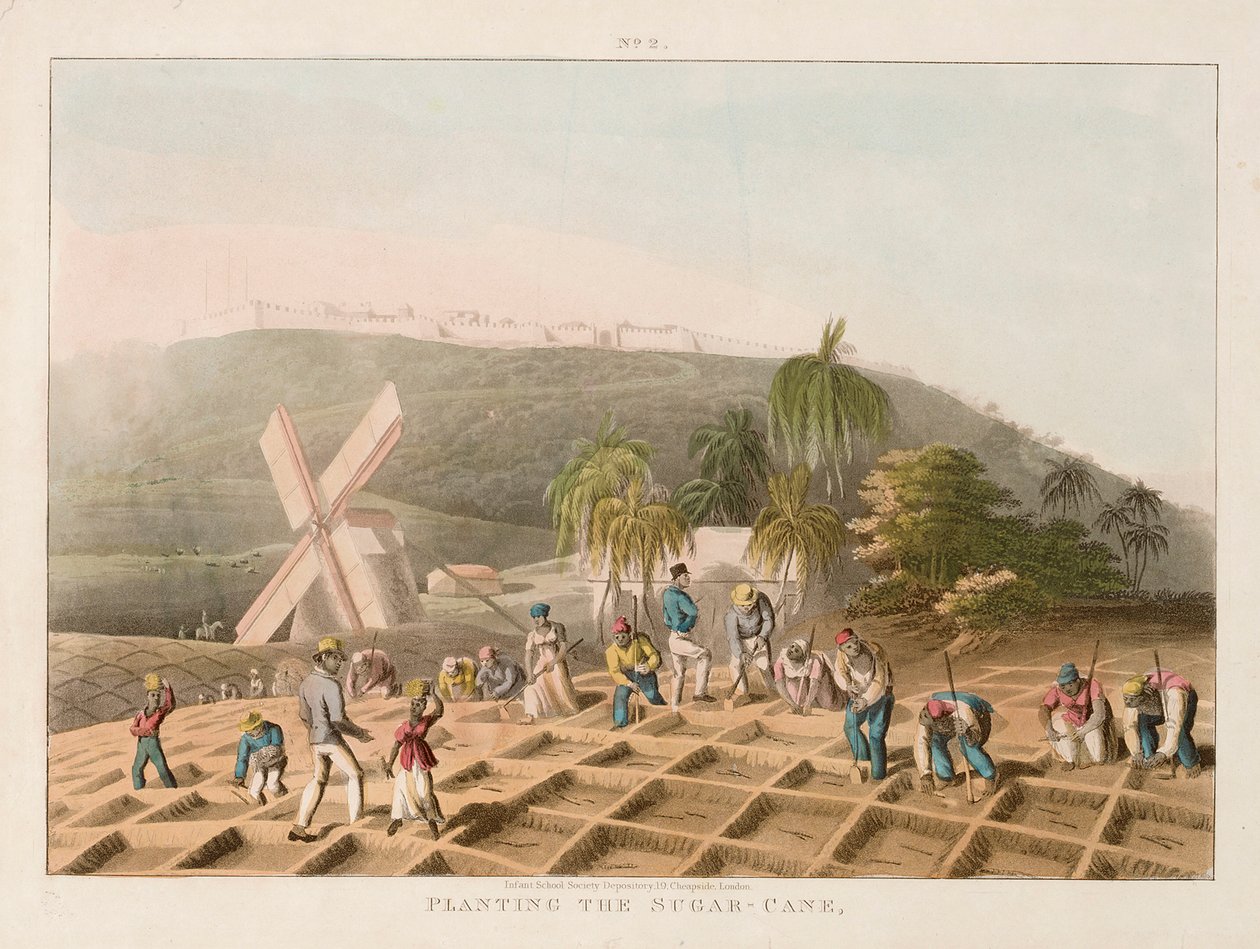 Piantagione della canna da zucchero, c.1820 (incisione colorata) da William Clark