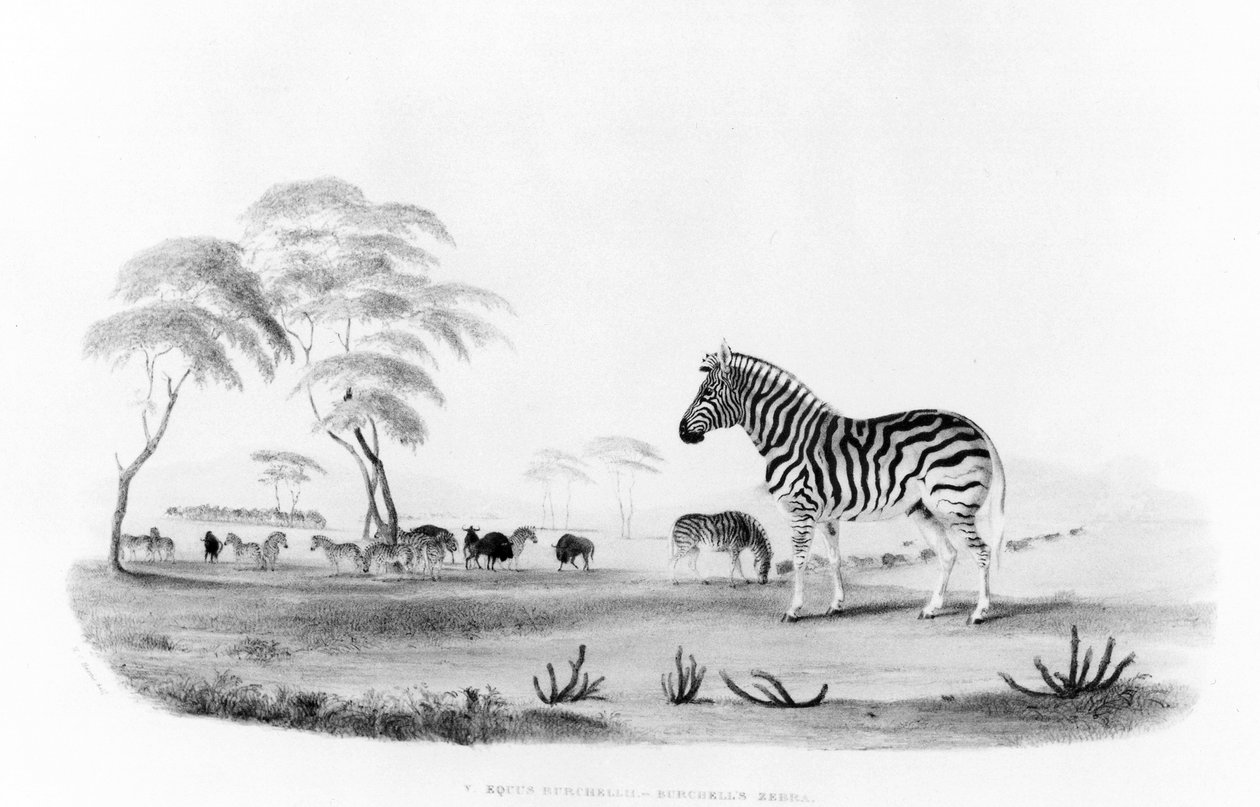 Equus burchelli, o zebra di Burchell, da 