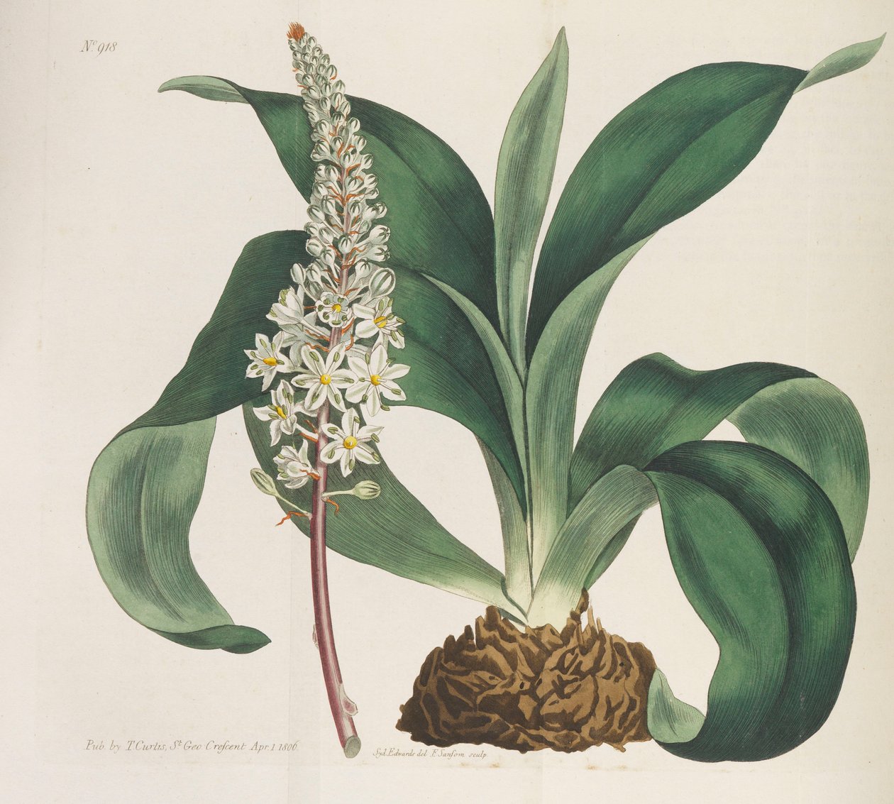 Rivista Botanica, 1787-1833 da William Curtis