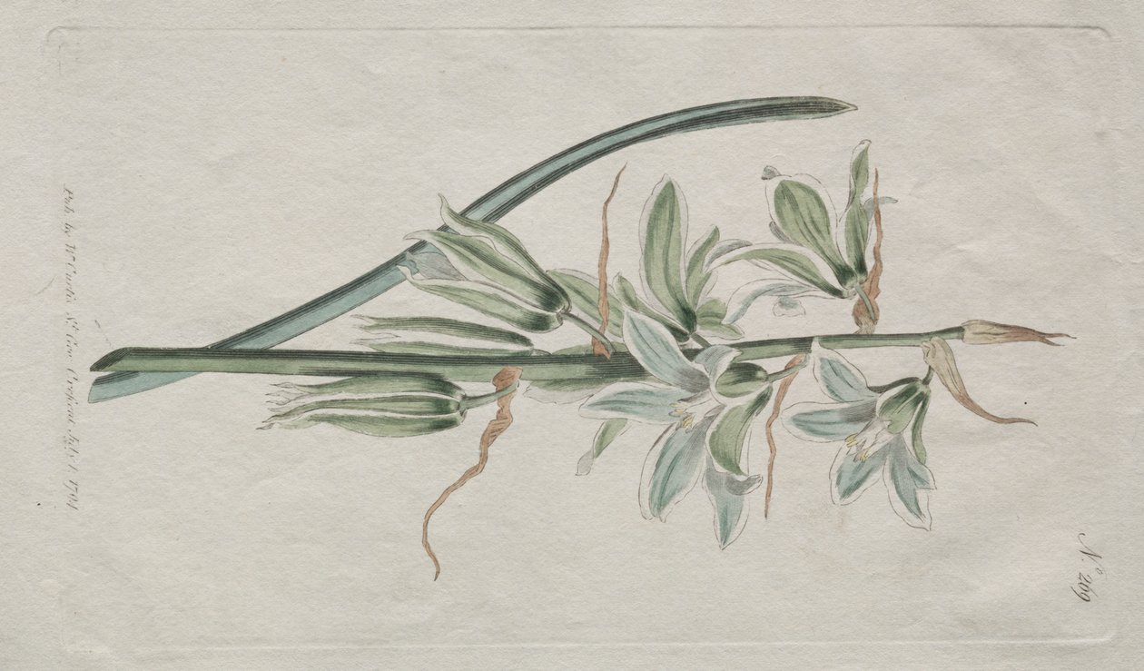 Il Magazine Botanico o Giardino dei Fiori: Stella di Betlemme da William Curtis