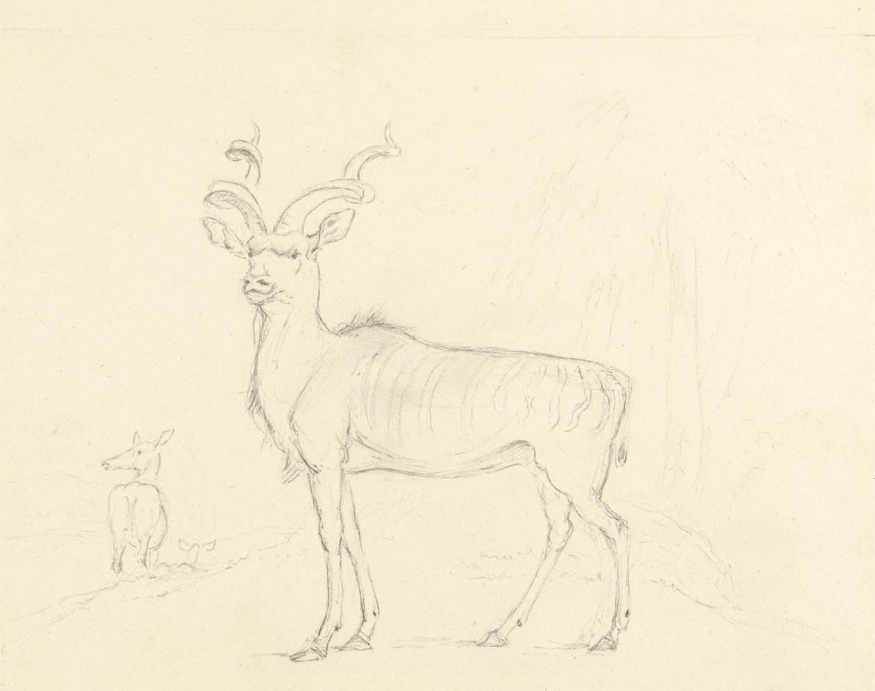 Il Koodoo da William Daniell