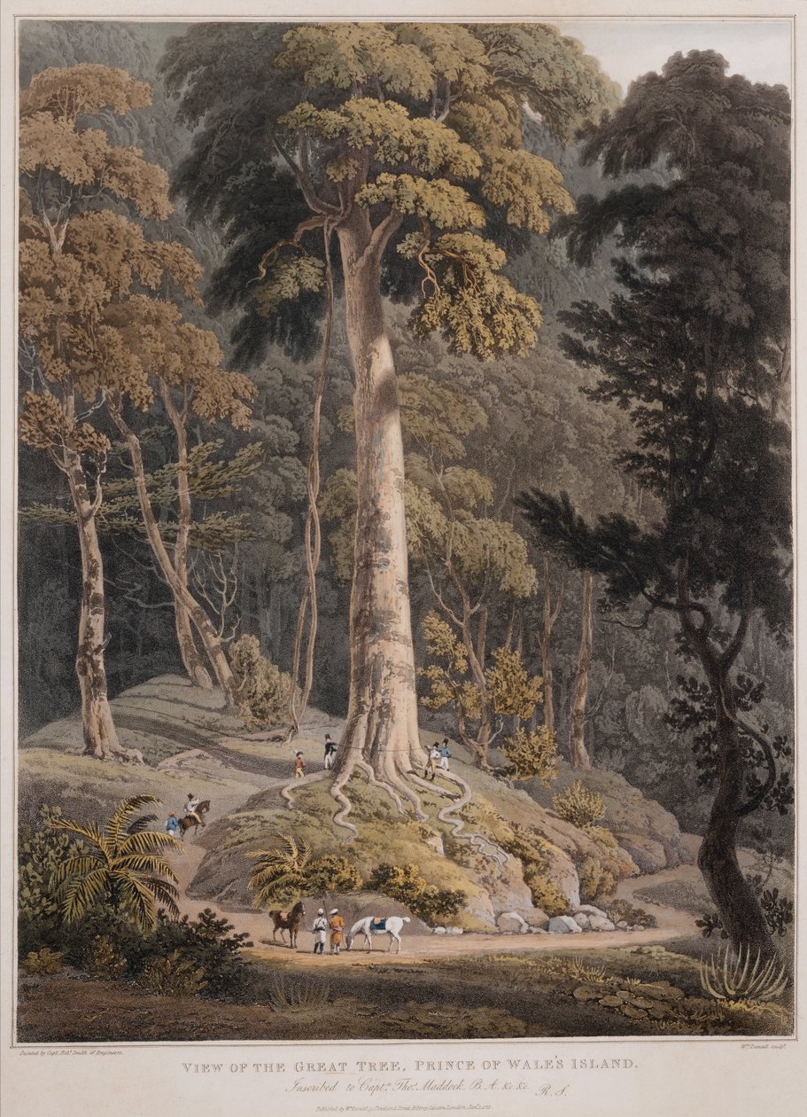 Vista del Grande Albero, Isola del Principe di Galles da William Daniell