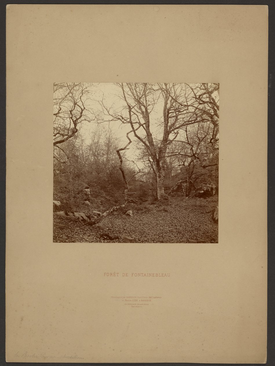 Foresta di Fontainebleau da William Drooke Harrison