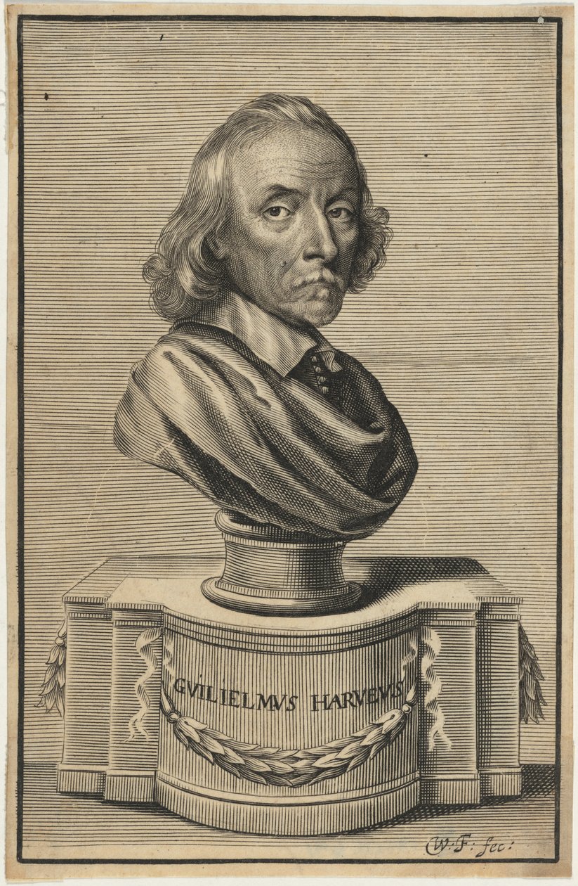 William Harvey, M.D. da William Faithorne