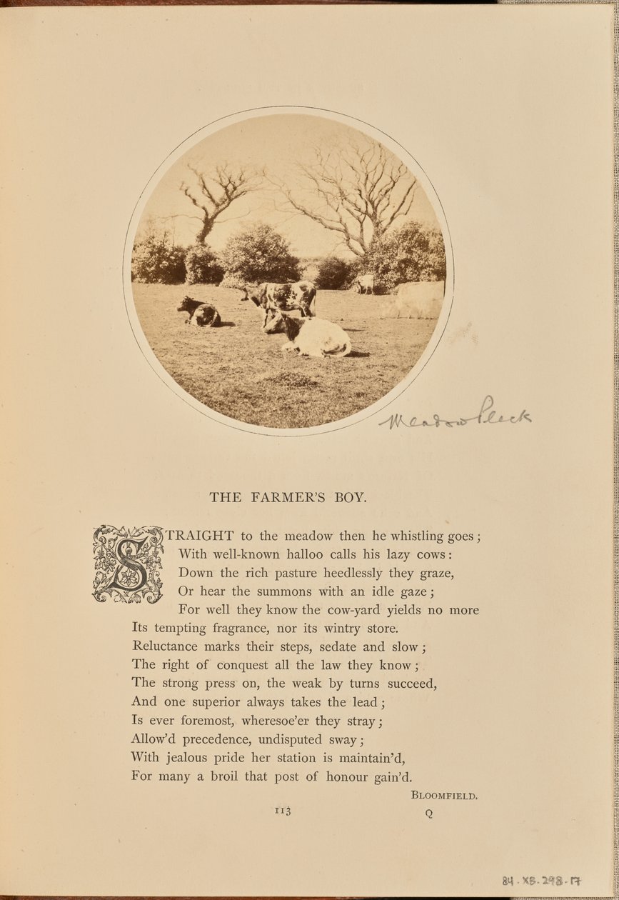 [Scena pastorale con bestiame che riposa in un campo, Inghilterra]. da William Grundy