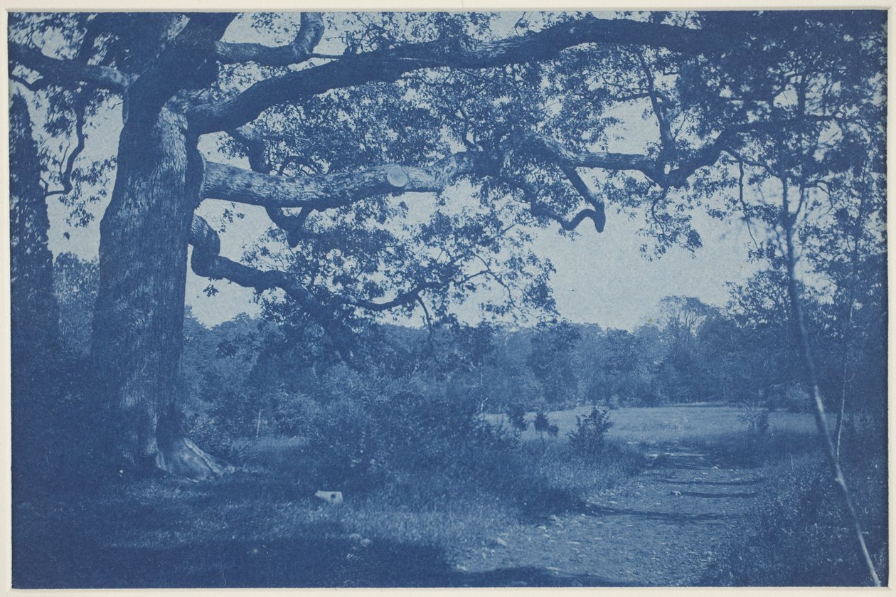 Grande quercia al bordo del prato da William H. Cades