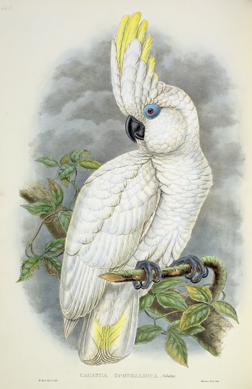 Cacatua dagli occhi blu da William Hart
