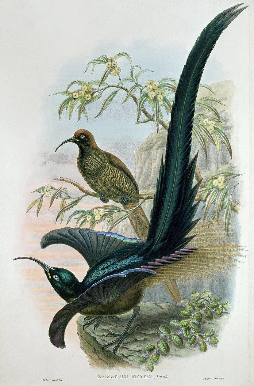 Epimachus Meyeri da William Hart