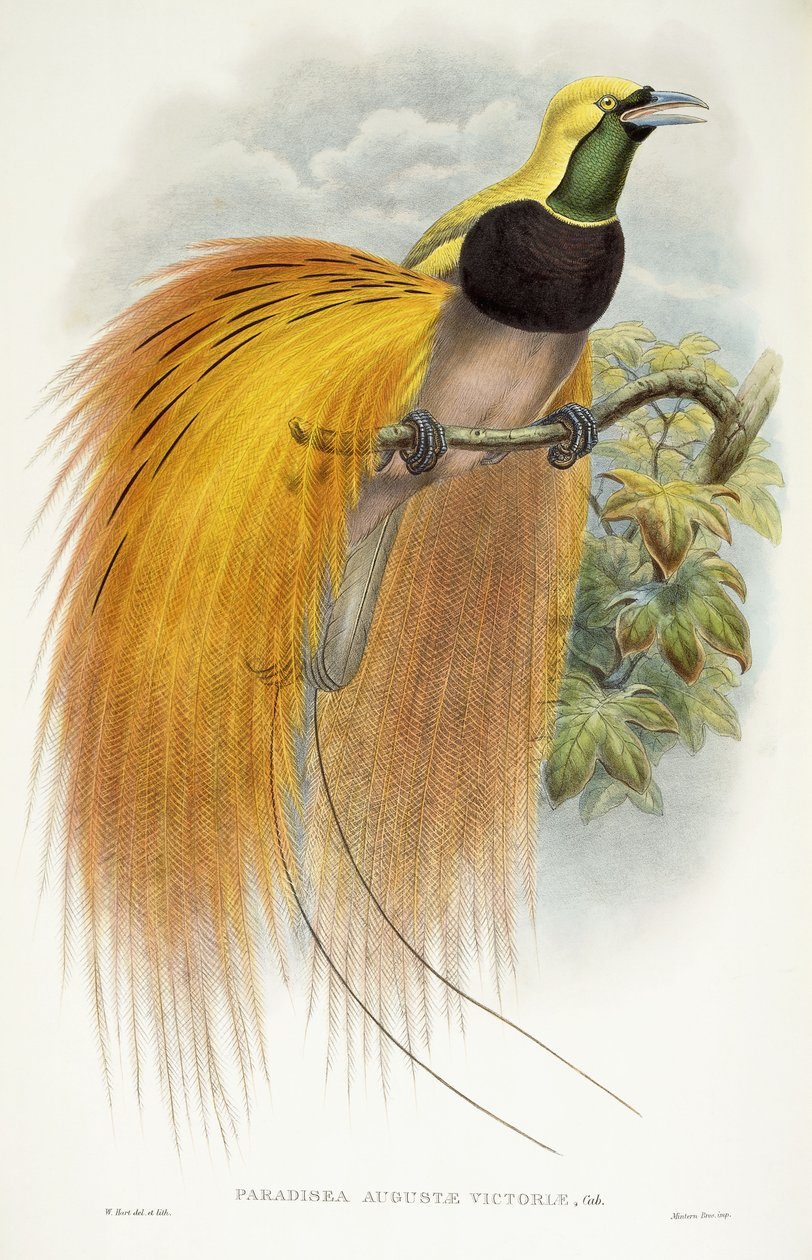 Paradisea Augustae Victoriae, 1891-1898 da William Hart