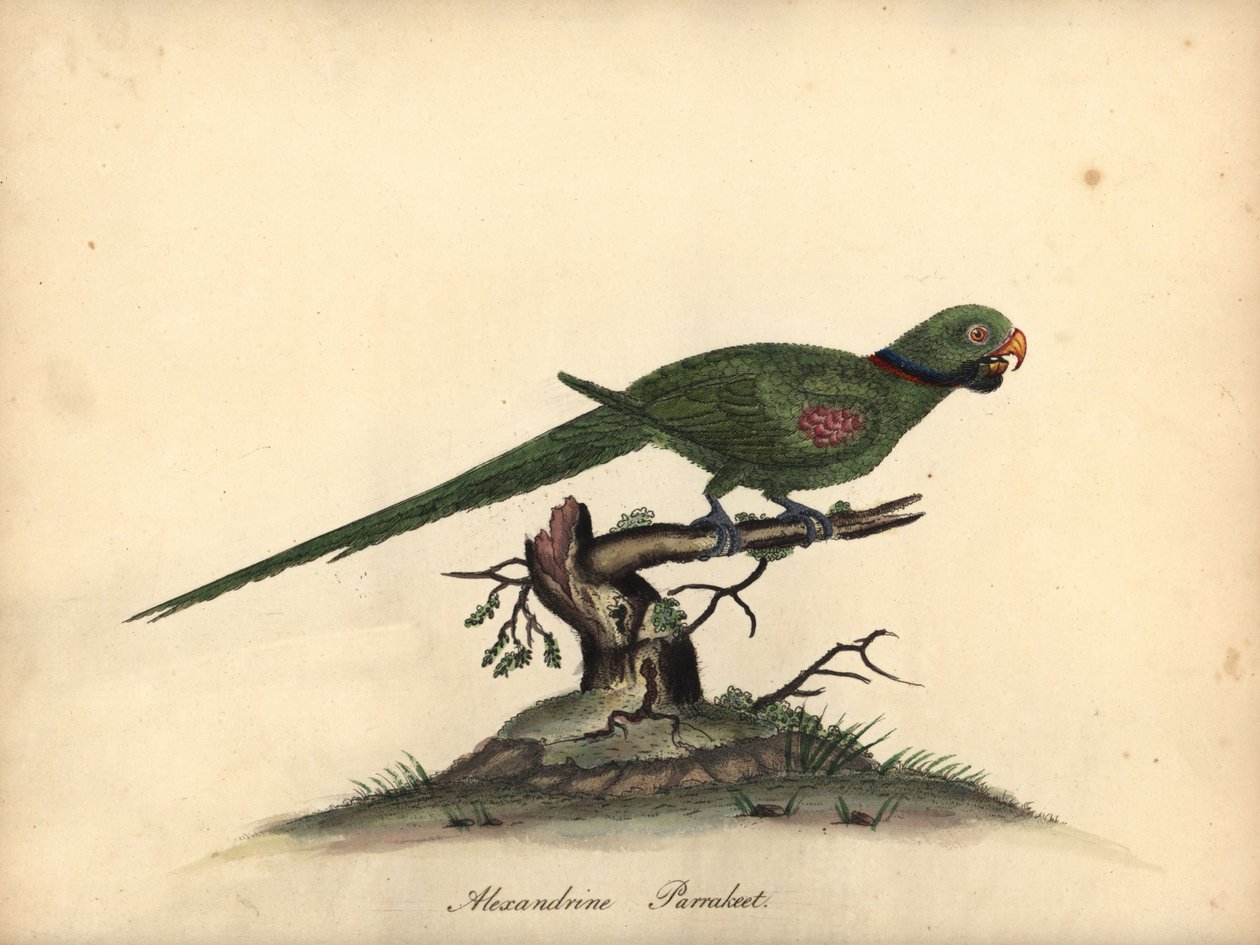 Parrocchetto alessandrino, Psittacula eupatria da William Hayes