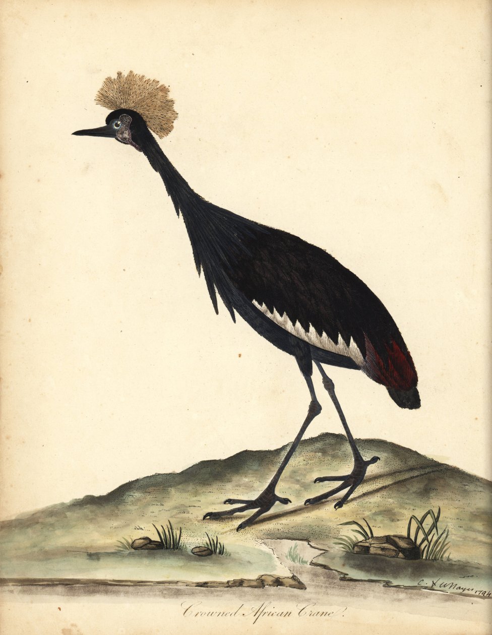 Gru coronata nera, Balearica pavonina da William Hayes